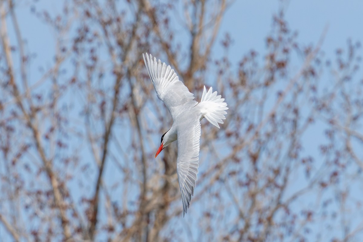 Caspian Tern - ML442596351