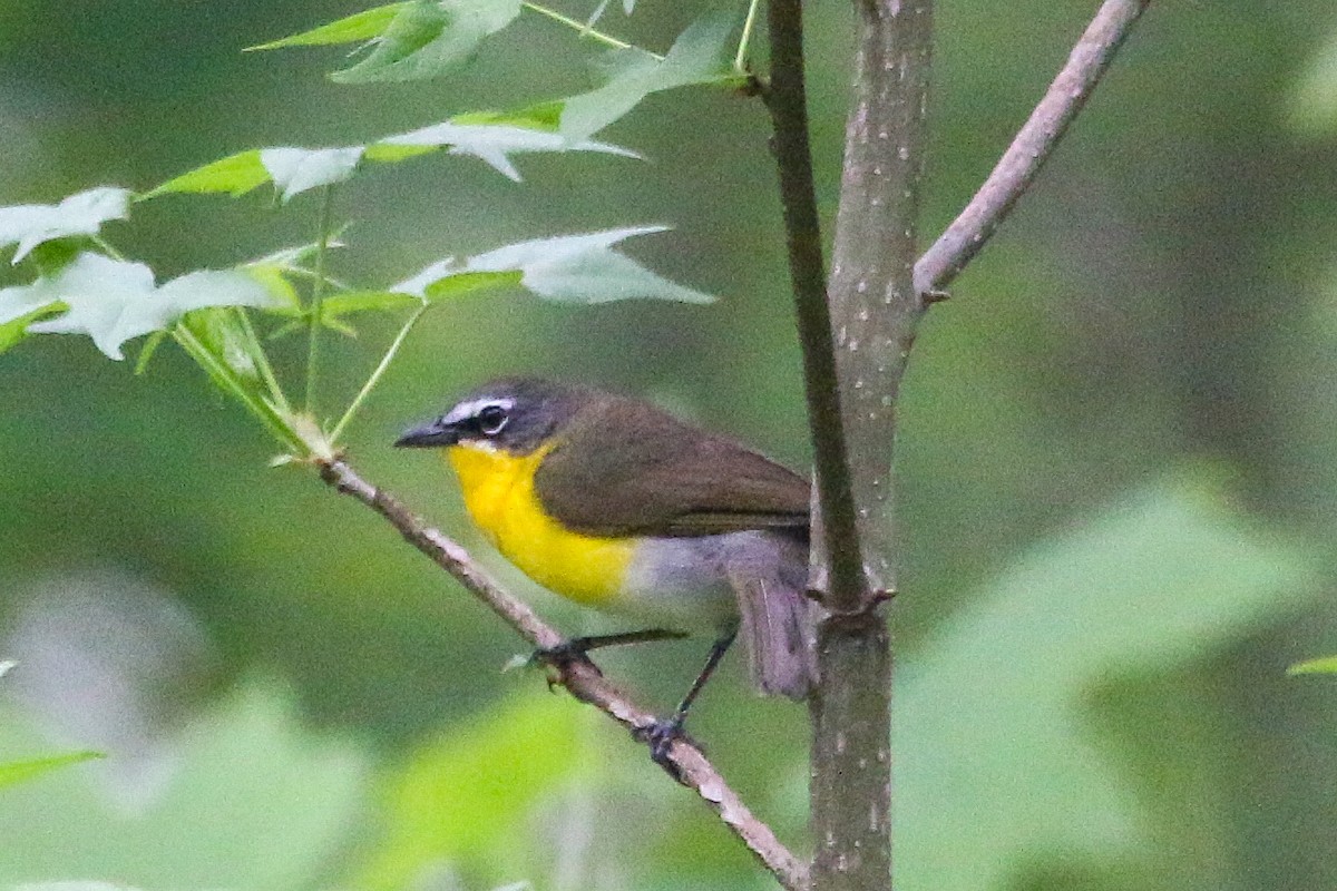 Yellow-breasted Chat - ML442596621