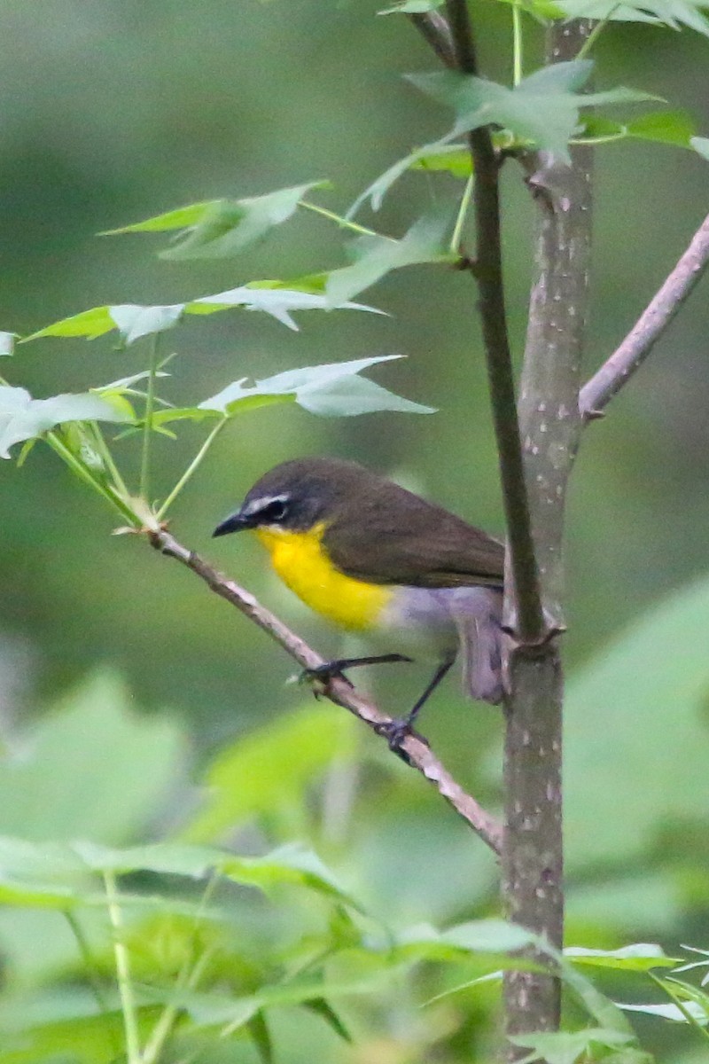 Yellow-breasted Chat - ML442596631