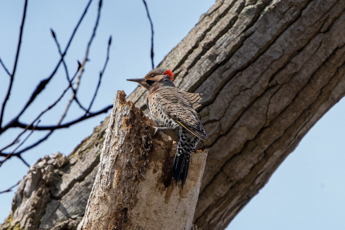 Northern Flicker - ML442596651