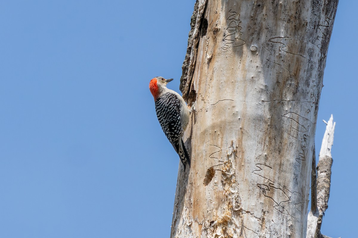 Red-bellied Woodpecker - ML442596661