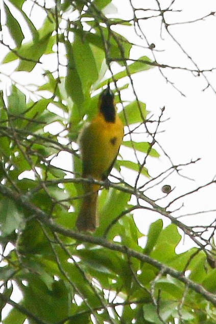 Orchard Oriole - ML442596731