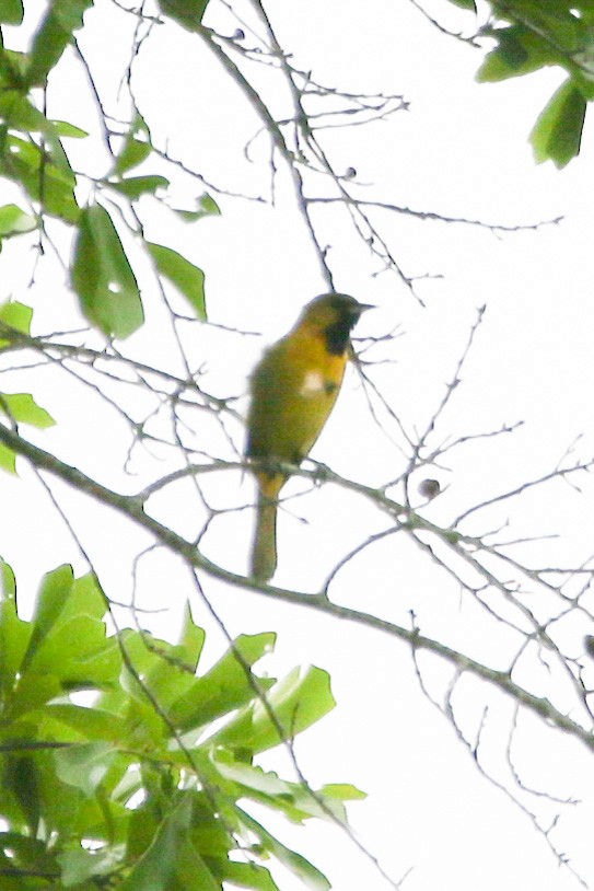 Orchard Oriole - ML442596741