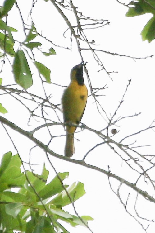 Orchard Oriole - ML442596751