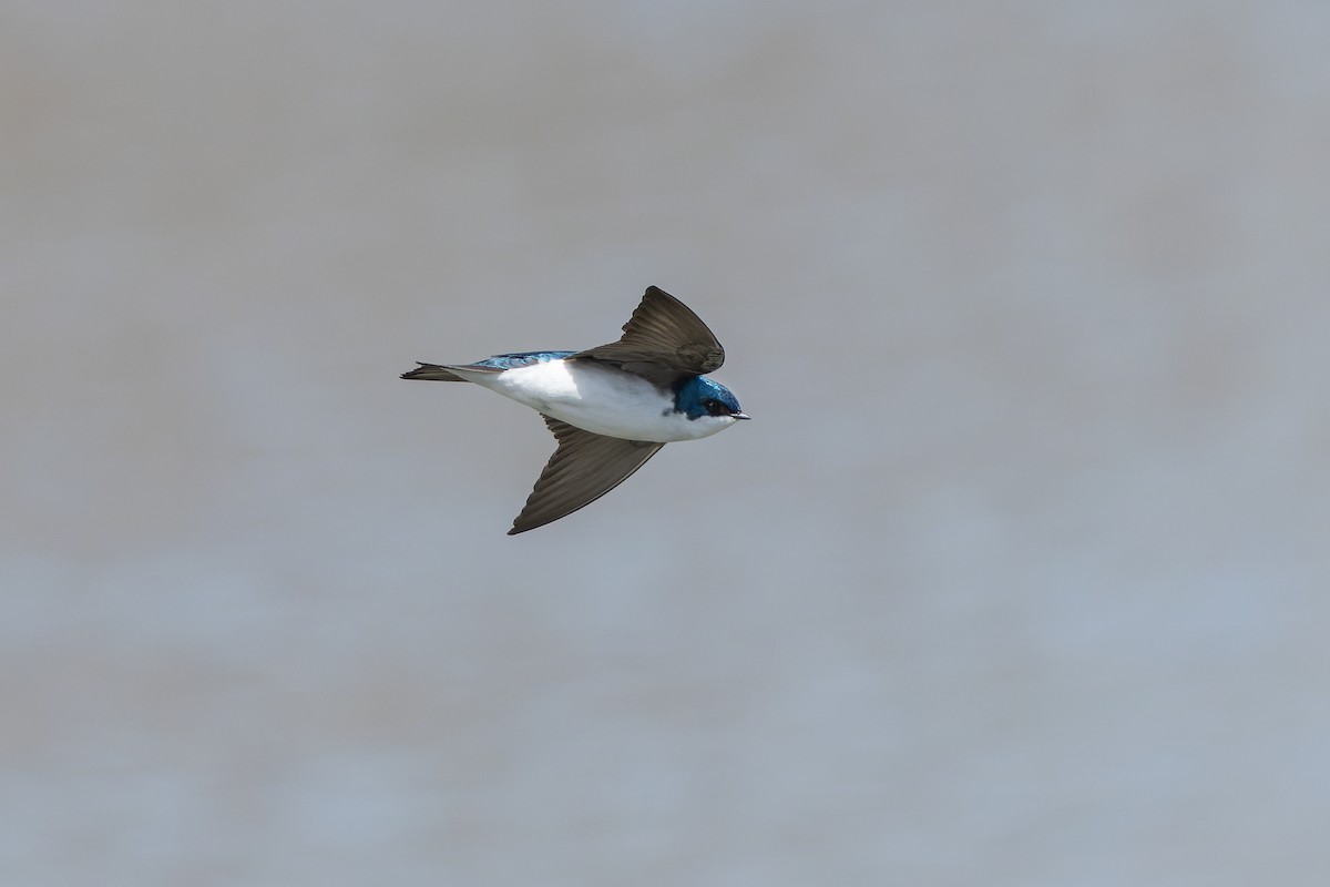 Tree Swallow - ML442596831