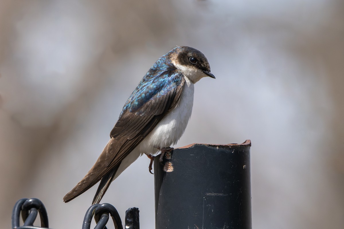 Tree Swallow - ML442596951