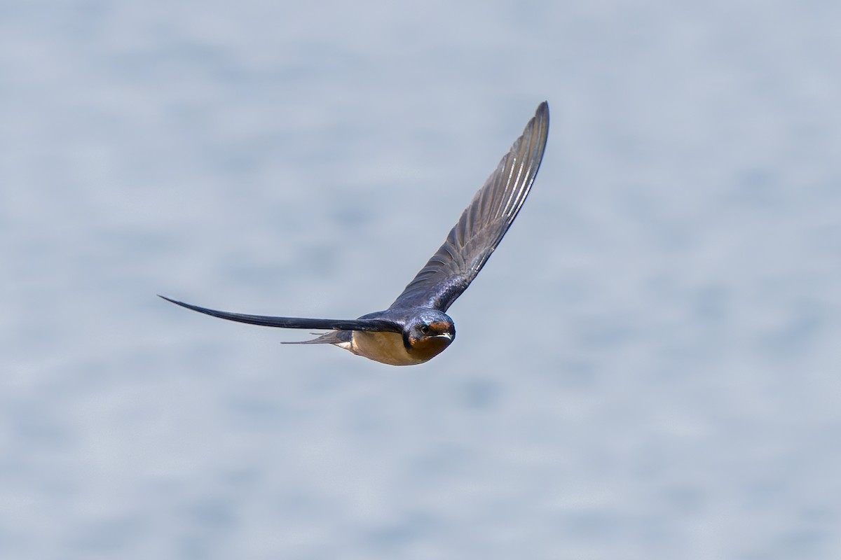 Barn Swallow - ML442596991