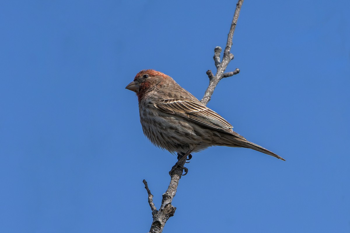 House Finch - ML442597071