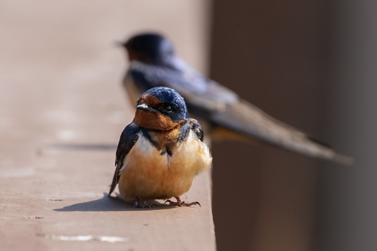 Barn Swallow - ML442597101