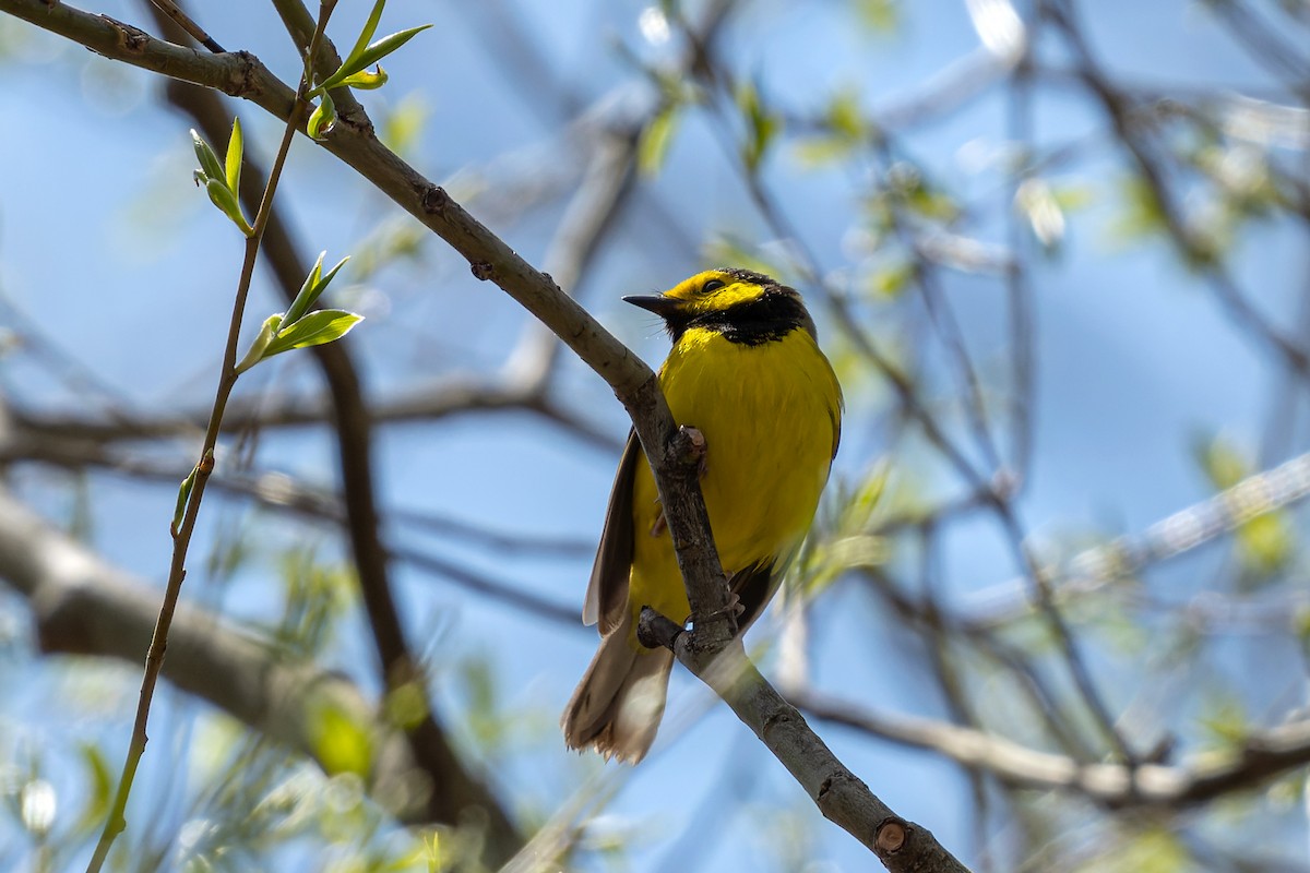 Hooded Warbler - ML442597141
