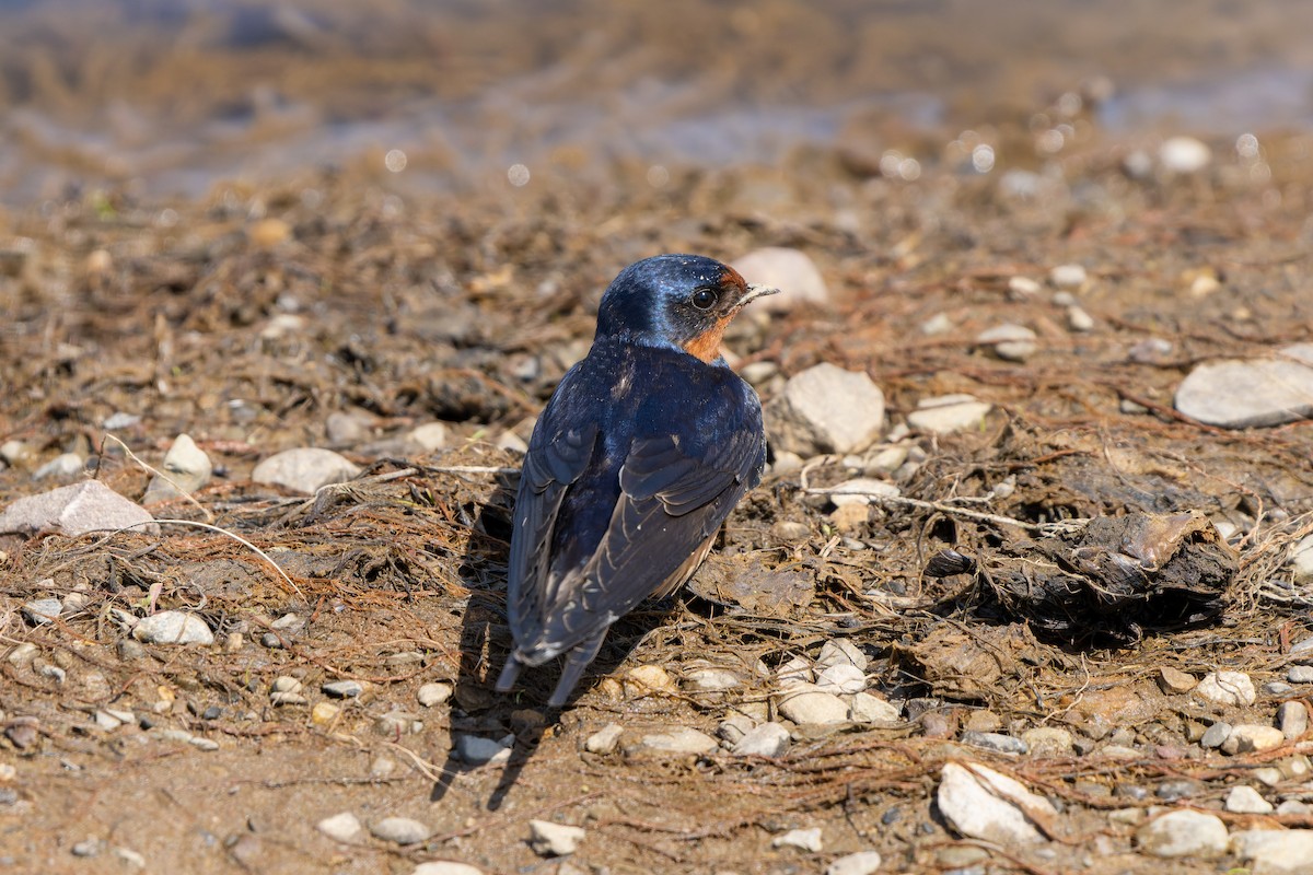 Barn Swallow - ML442597191