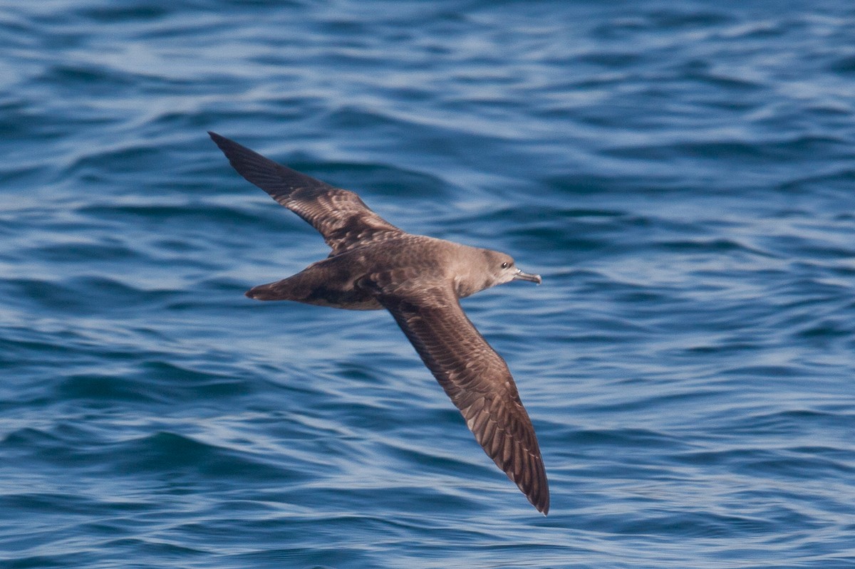 Short-tailed Shearwater - ML44259731