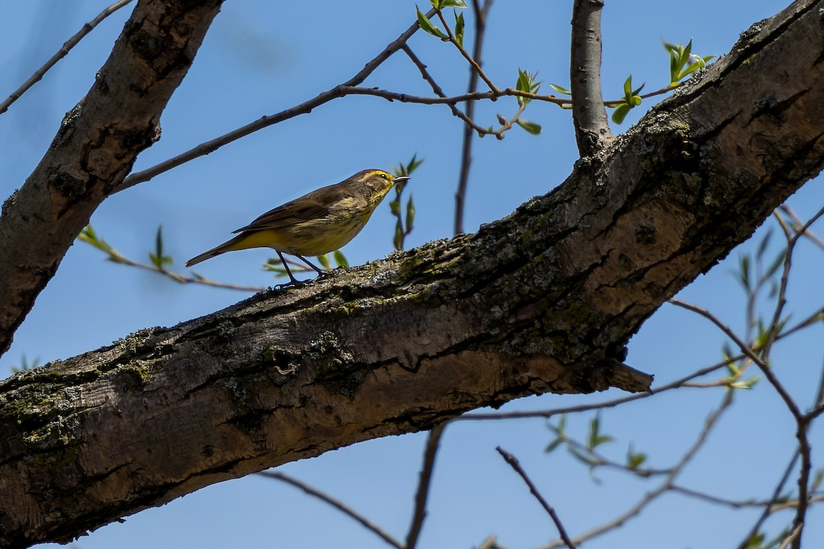 Palm Warbler - ML442597451
