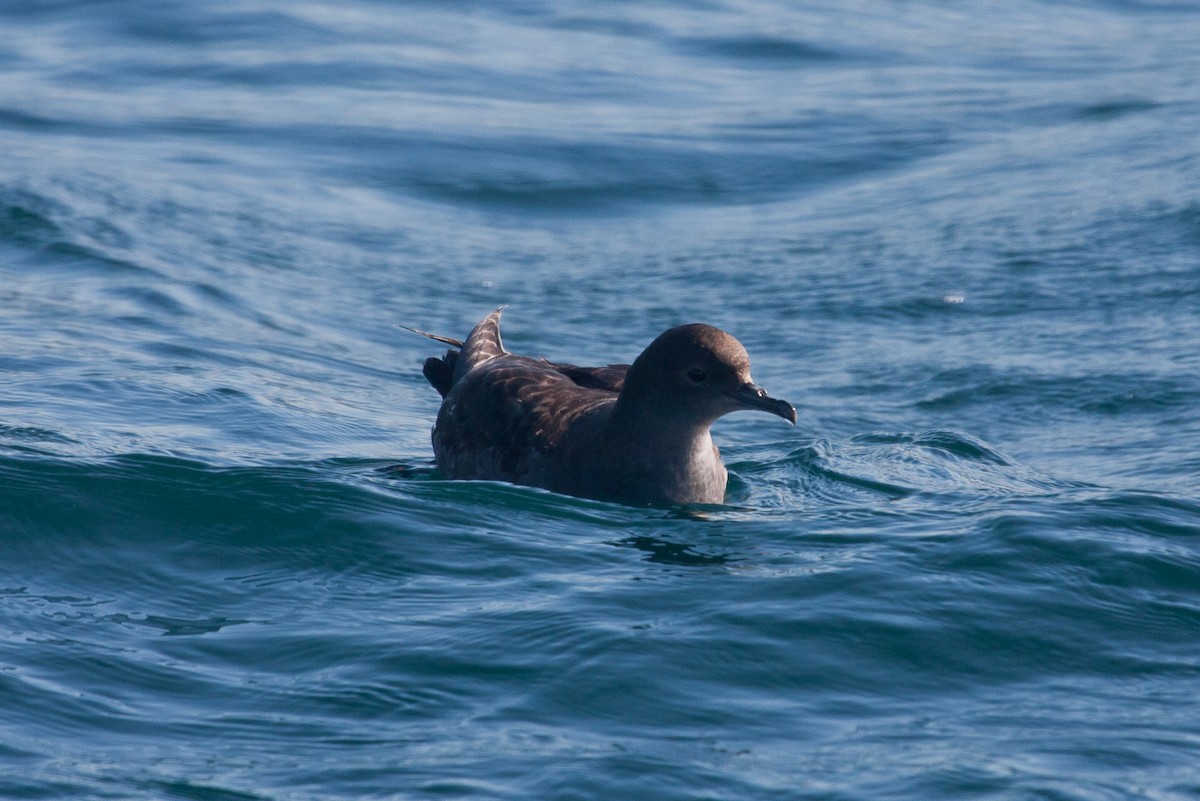 Short-tailed Shearwater - Brad Dawson