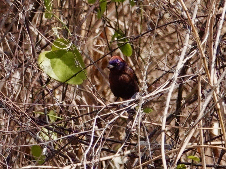 Varied Bunting - ML442598851