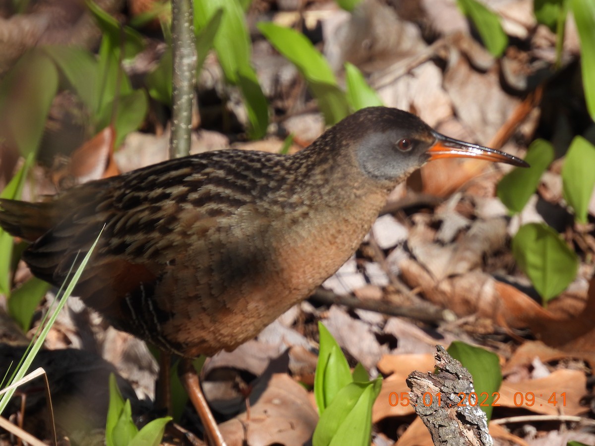 Virginia Rail - Jeff Fengler