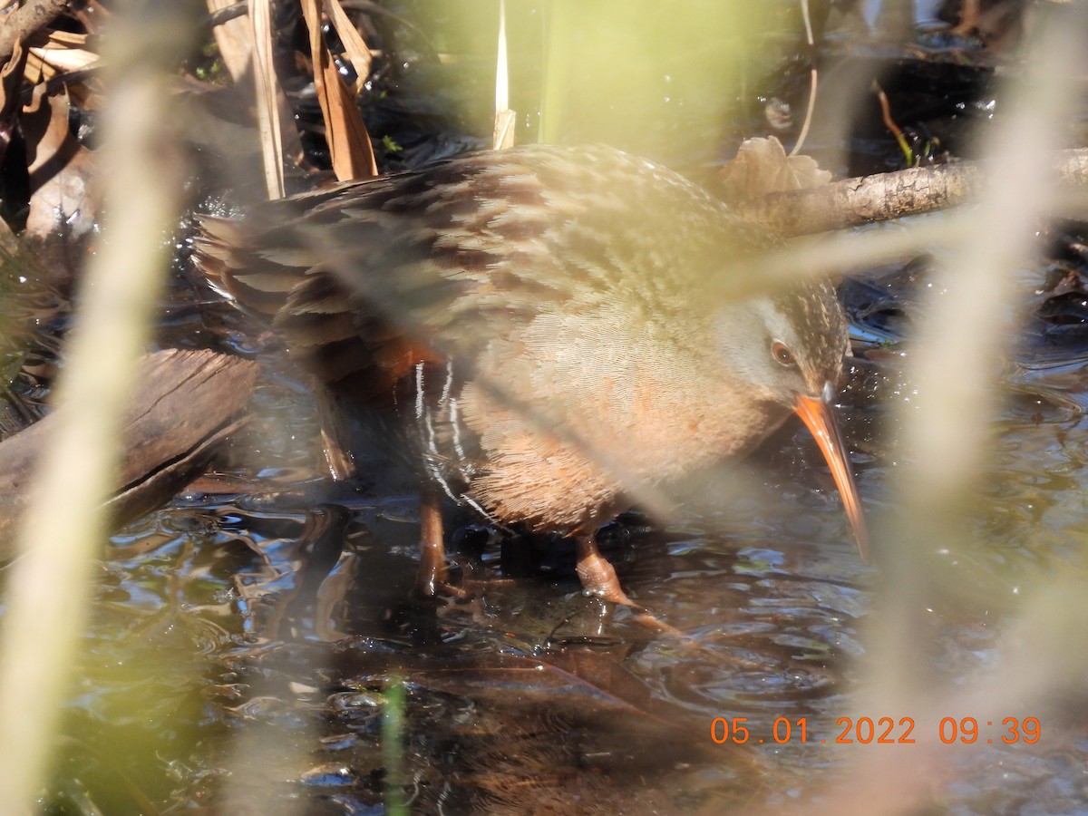 Virginia Rail - Jeff Fengler