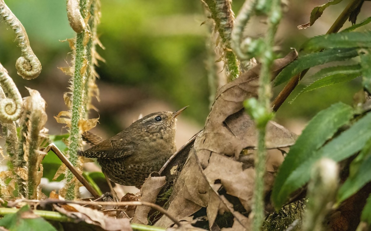 Pacific Wren - Marky Mutchler