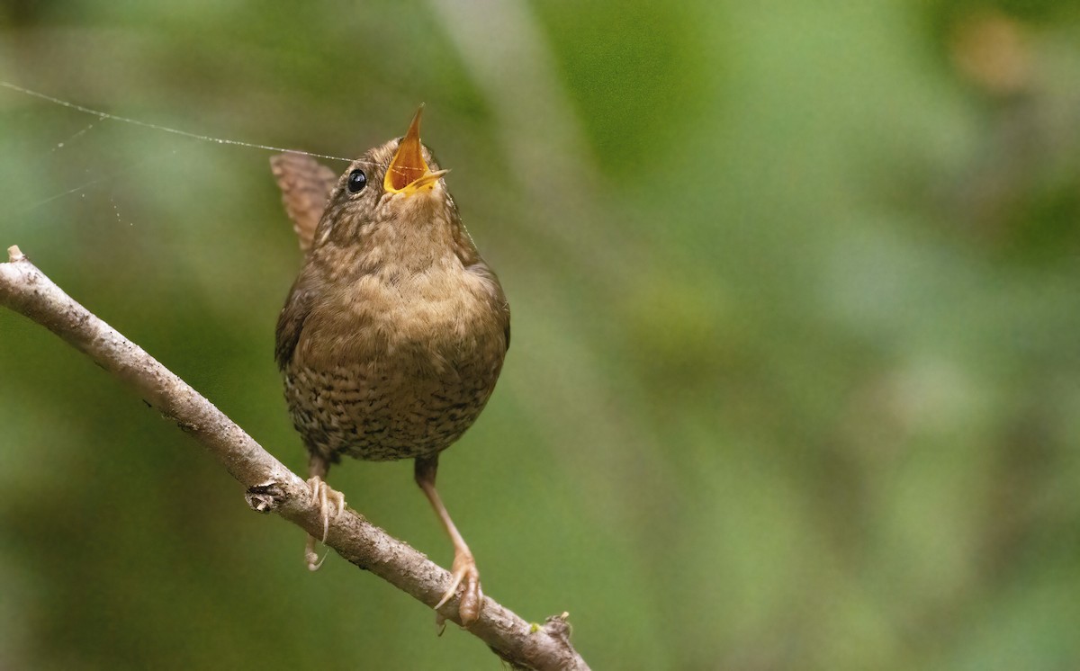 Pacific Wren - ML442601241