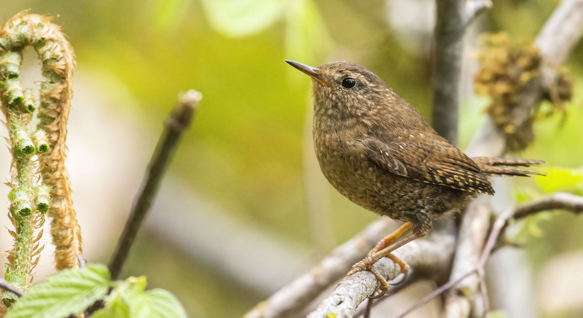 Pacific Wren - ML442601341