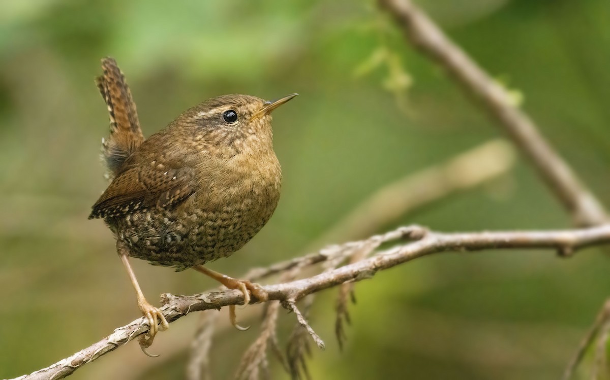 Pacific Wren - ML442601581