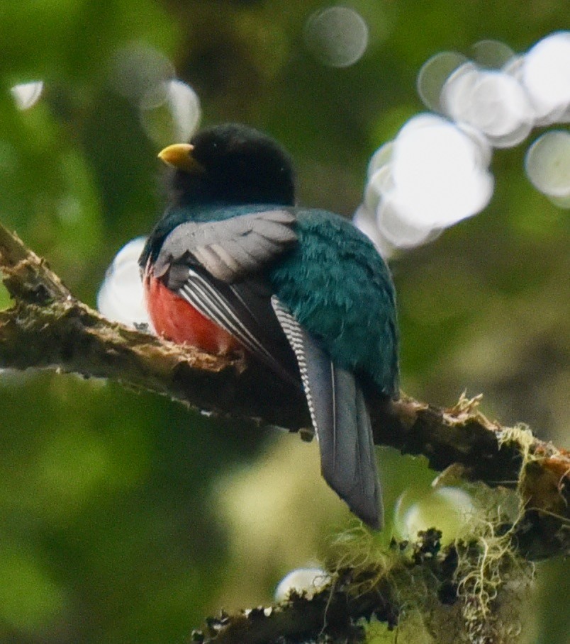 Collared Trogon (Orange-bellied) - ML442602851