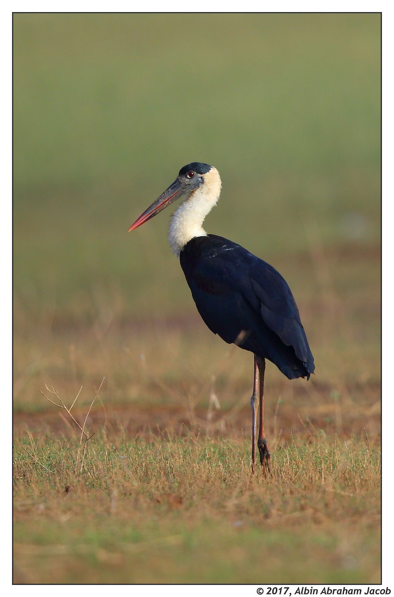 Asian Woolly-necked Stork - ML44260461