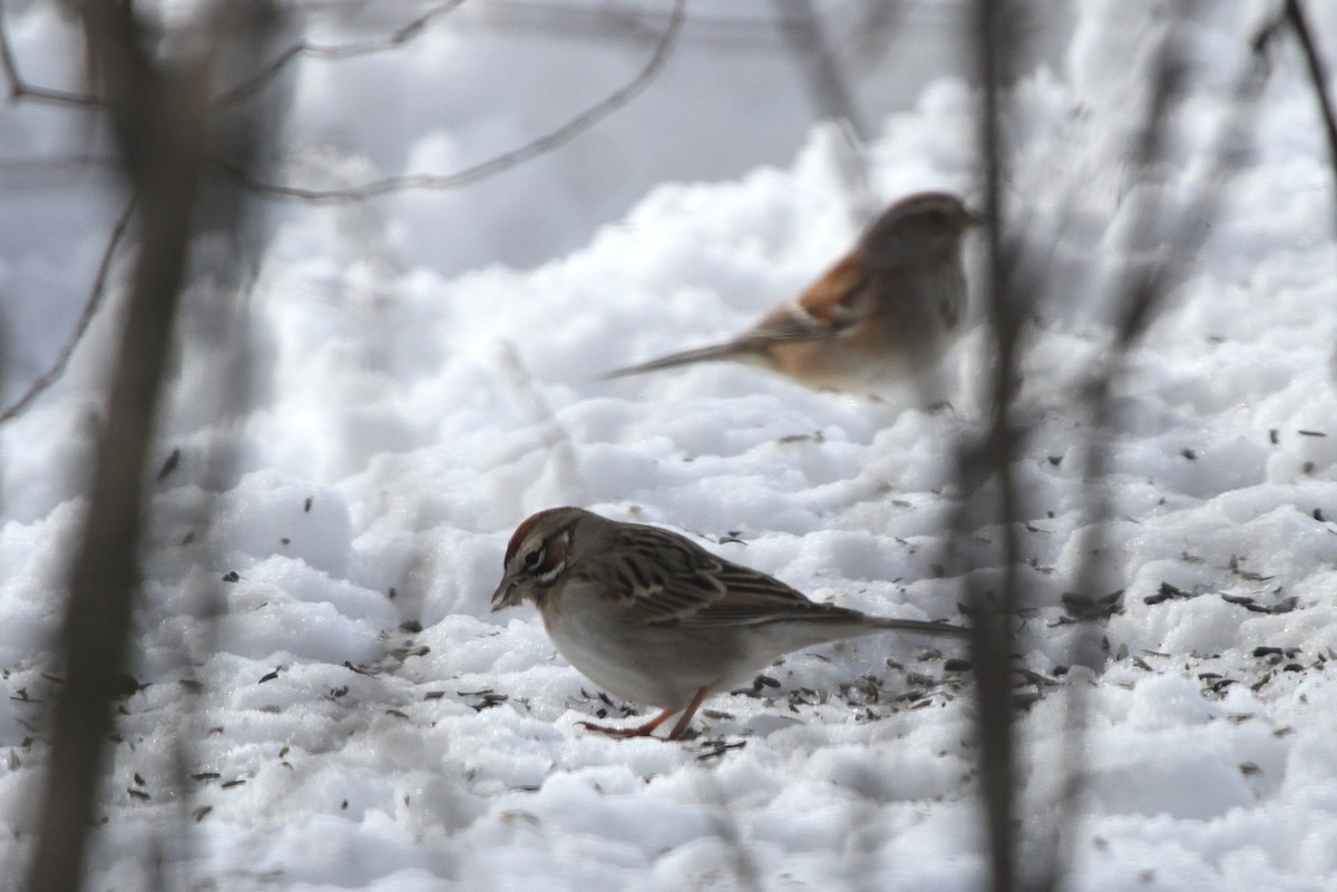 Lark Sparrow - Bruce Cole