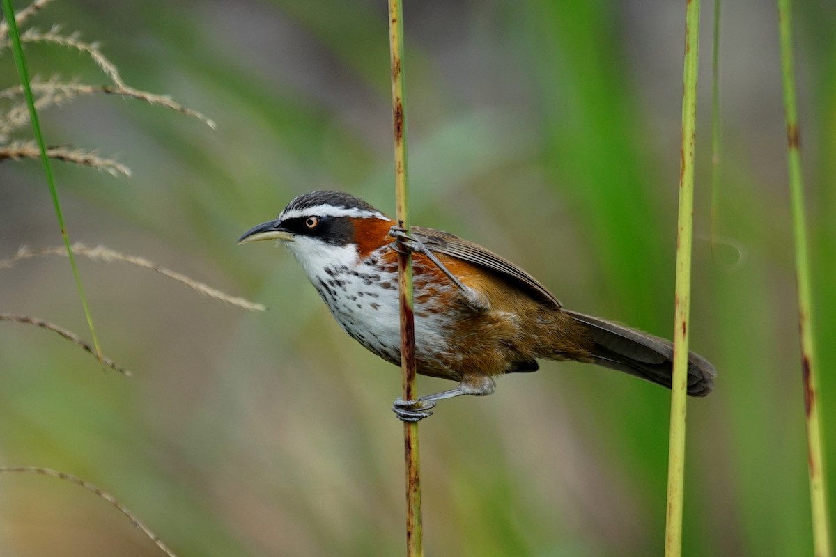 Taiwan Scimitar-Babbler - JingZu Tu