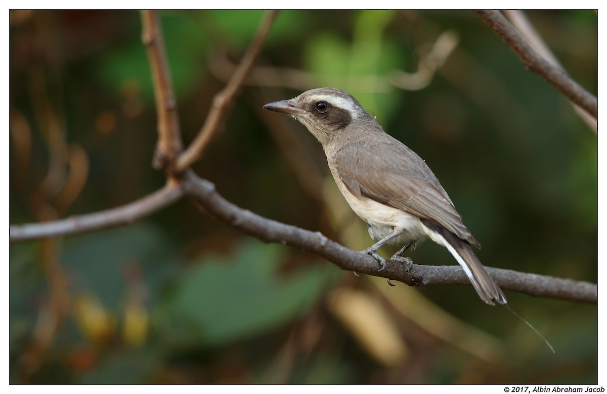Common Woodshrike - Albin Jacob