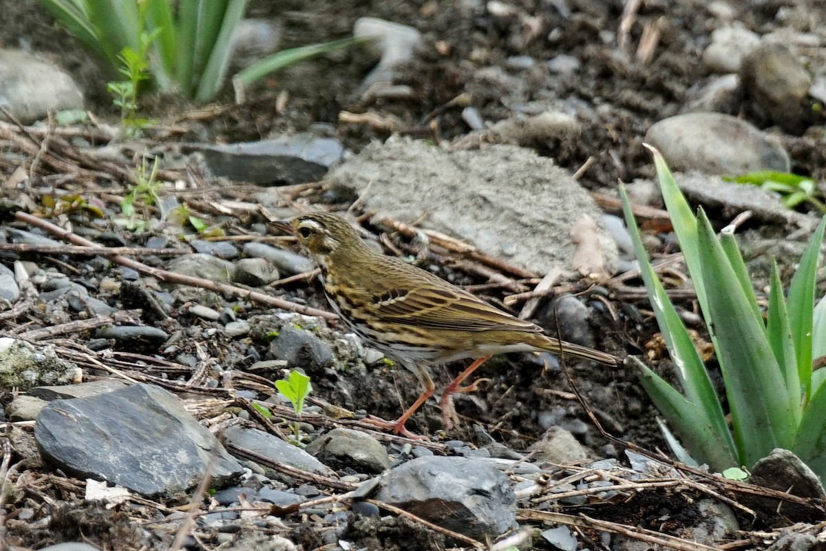 Olive-backed Pipit - ML44260751
