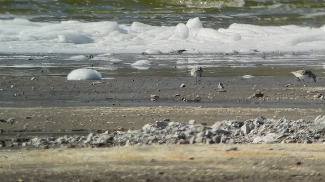 Bécasseau sanderling - ML442607581