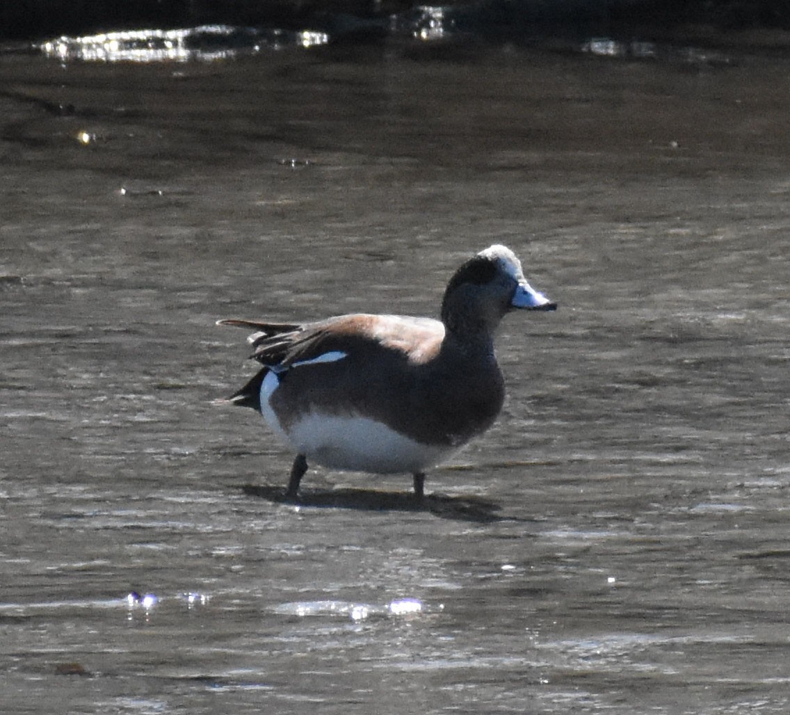 Canard d'Amérique - ML442610931