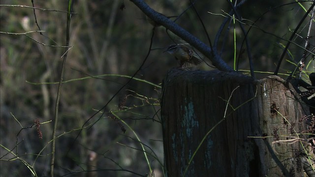 Carolina Wren - ML442611