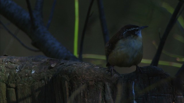 Carolina Wren - ML442612