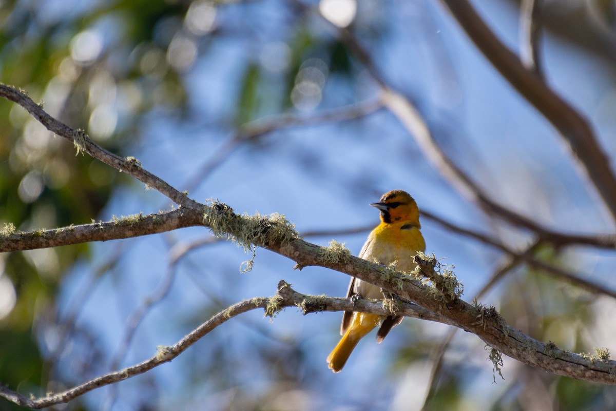 Bullock's Oriole - Herb Elliott