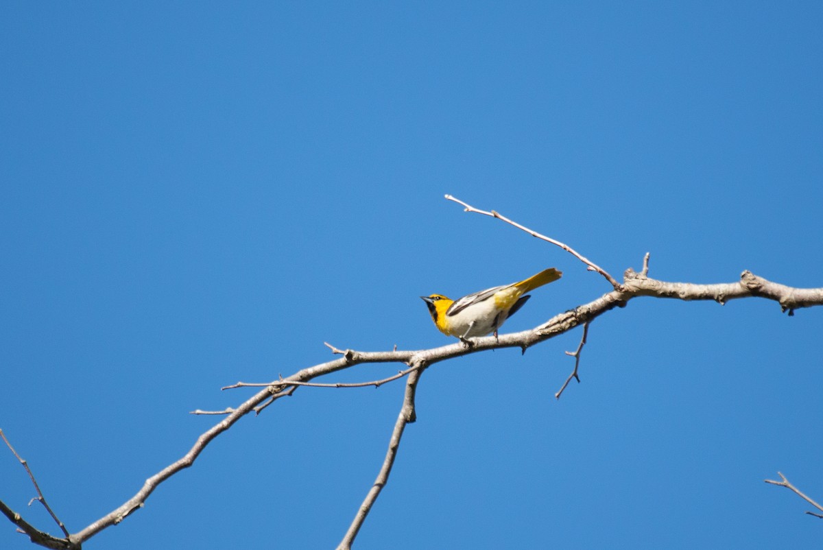 Bullock's Oriole - ML442615661