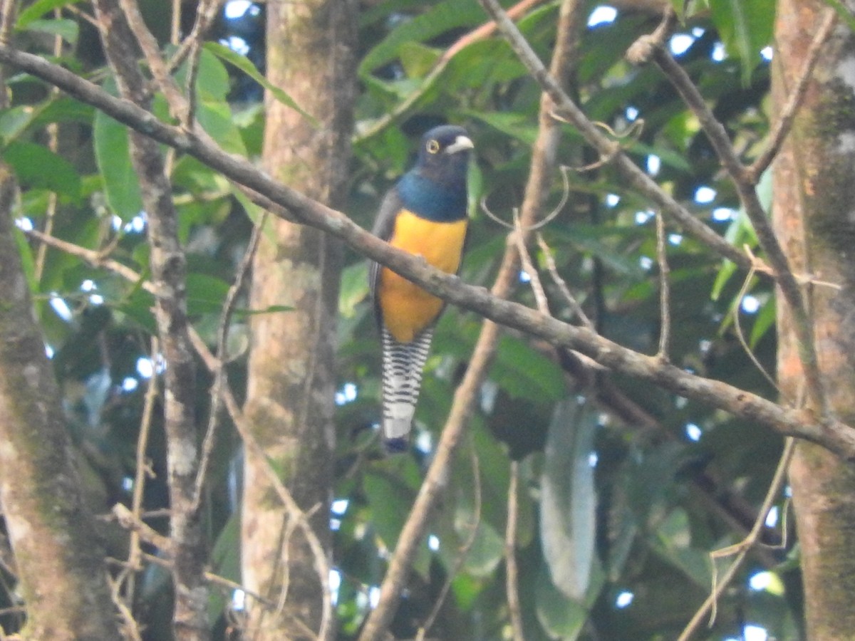 Trogon violacé - ML442618081