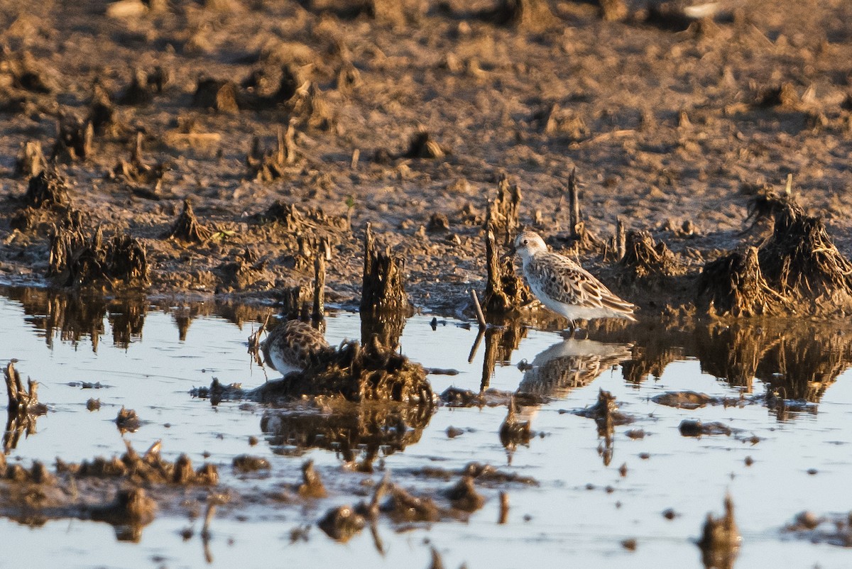 Semipalmated Sandpiper - ML442618551