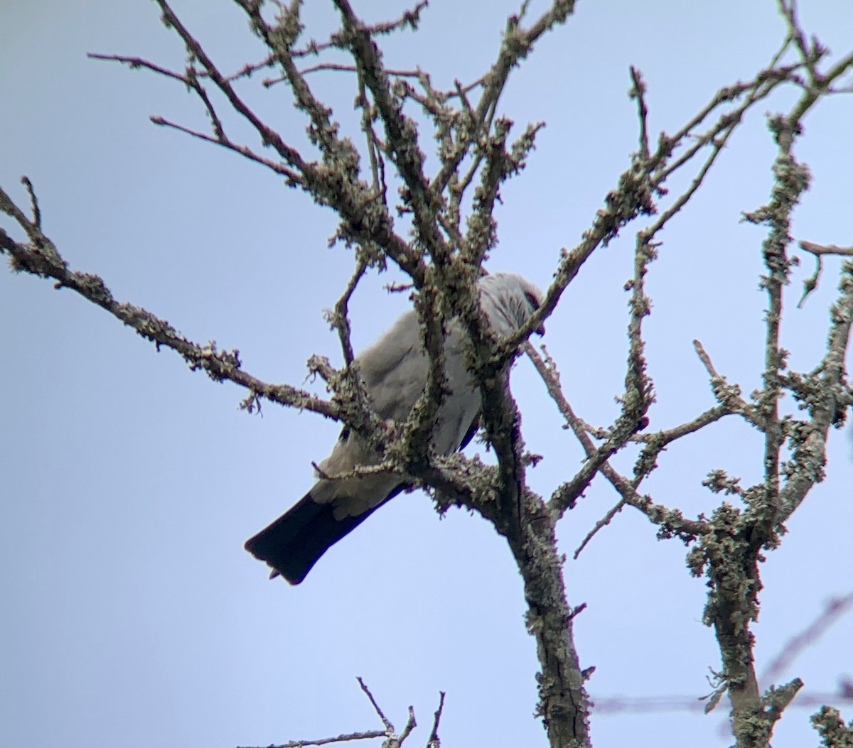 Mississippi Kite - ML442618591