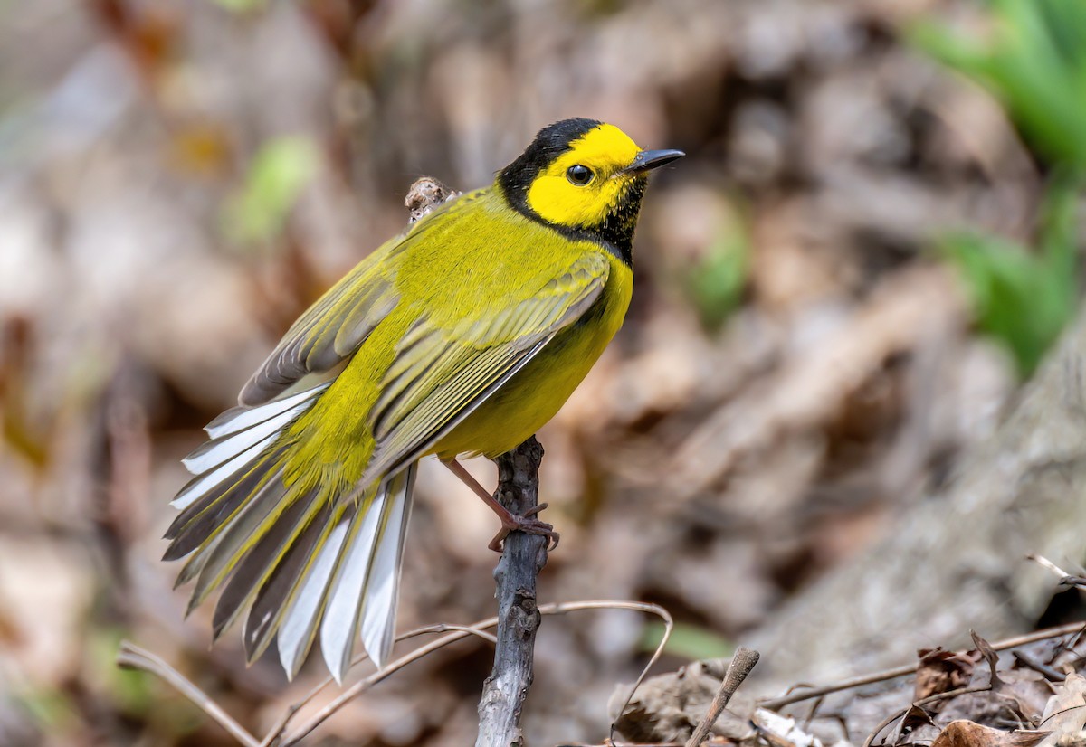 Hooded Warbler - ML442619101