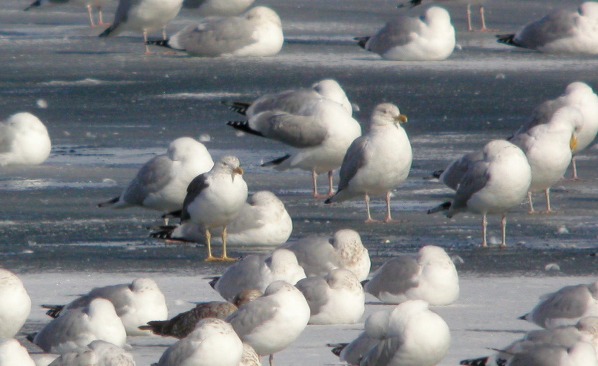 Lesser Black-backed Gull - ML44261921