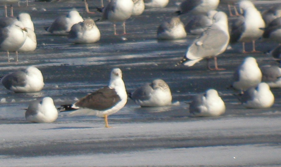 Lesser Black-backed Gull - ML44261931