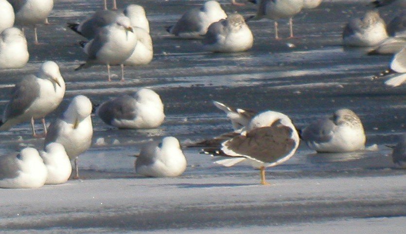 Lesser Black-backed Gull - ML44261941