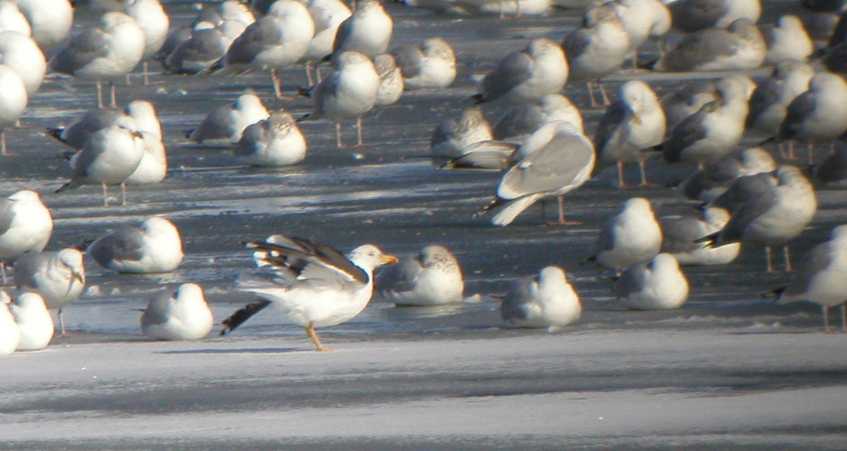 Lesser Black-backed Gull - ML44261951