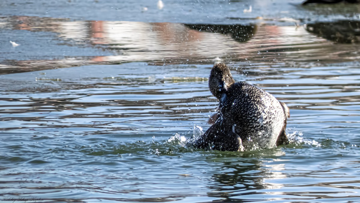 Gadwall - ML442621331