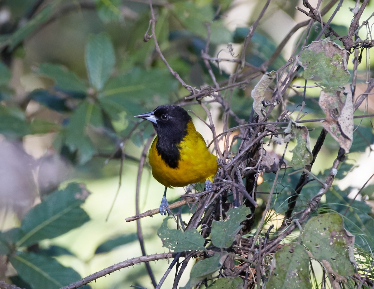 Audubon's Oriole - ML44262211