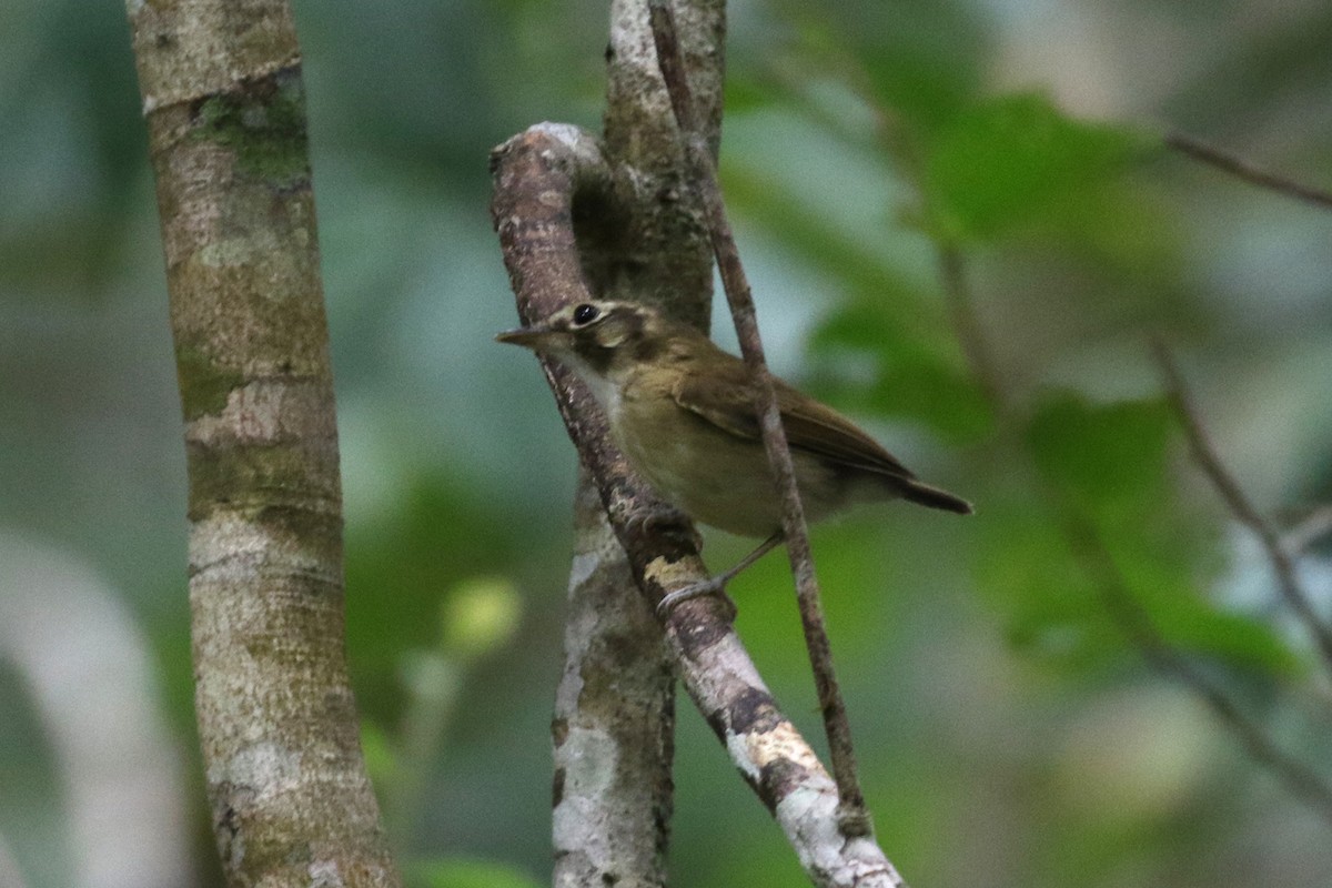 Stub-tailed Spadebill - ML442623781