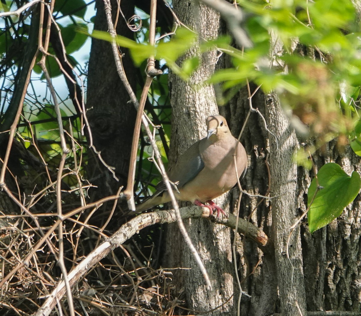 Mourning Dove - ML442625731