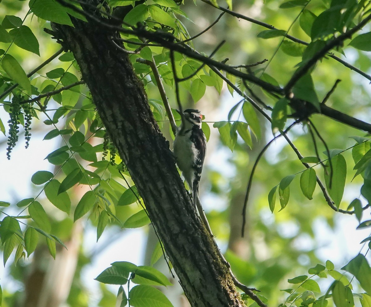 Hairy Woodpecker - ML442625851